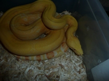 Albino Boa Constrictor