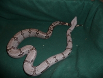 Dwarf Boa Constrictors For Sale