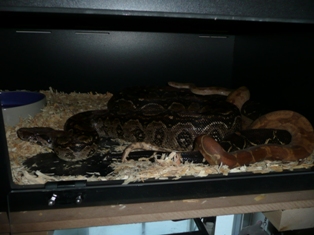 Nicaraguan Boa