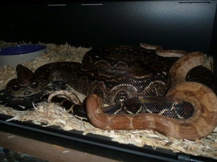 Nicaraguan Dwarf Boa Caramel T+