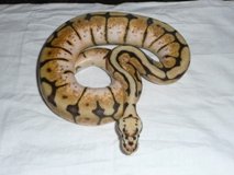 Bumblebee Ball Python For Sale