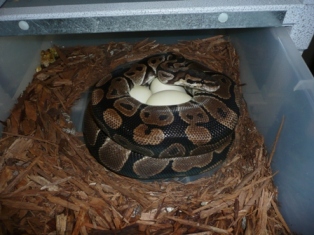 ball python eggs,bumblebee ball python