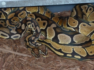 Vanilla x Pastell Ball Python