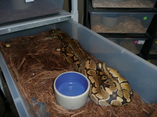 Vanilla X Spider Ball Pythons